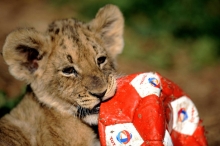 Придет ли на футбол мэр Челнов со львенком?